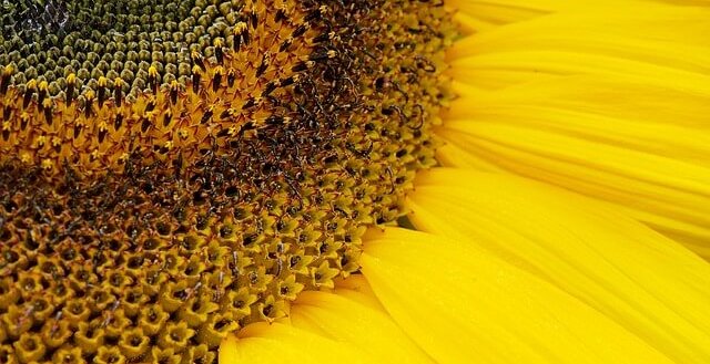 sunflower polkey